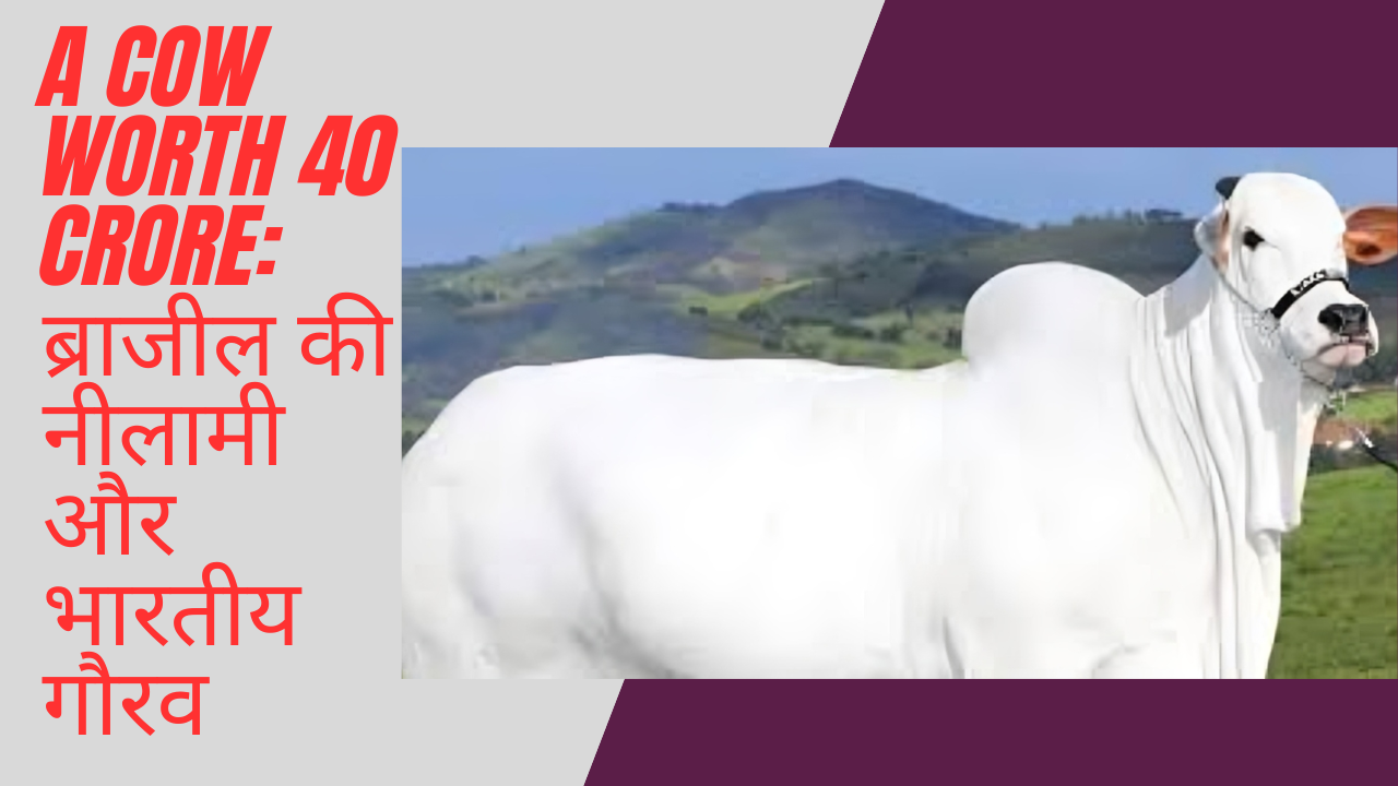 A Cow worth 40 crore: ब्राजील की नीलामी और भारतीय गौरव