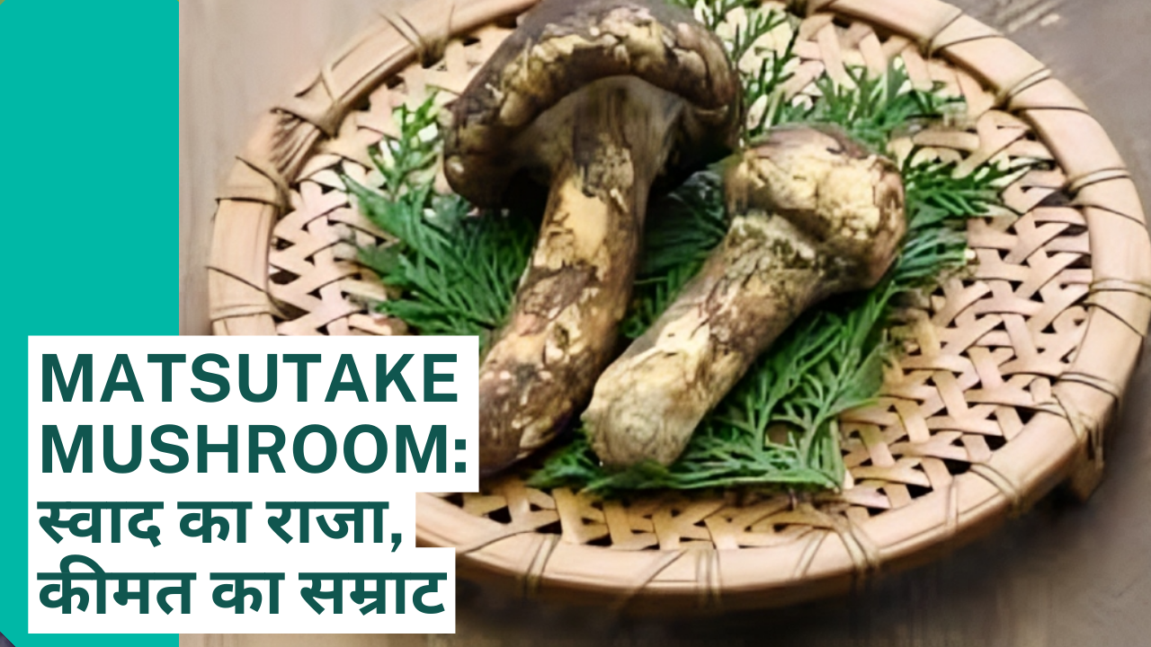 Matsutake Mushroom: स्वाद का राजा, कीमत का सम्राट